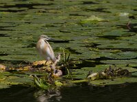 Ardeola ralloides 60, Ralreiger, Saxifraga-Jan Nijendijk