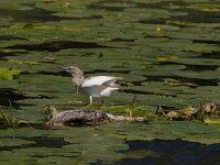 Ardeola ralloides 64, Ralreiger, Saxifraga-Jan Nijendijk