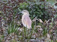 Ardeola ralloides 69, Ralreiger, Saxifraga-Henk Baptist
