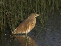 Ardeola ralloides 7, Ralreiger, Saxifraga-Luc Hoogenstein