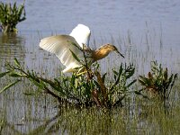 Ardeola ralloides 78, Ralreiger, Saxifraga-Bart Vastenhouw