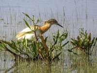 Ardeola ralloides 79, Ralreiger, Saxifraga-Bart Vastenhouw
