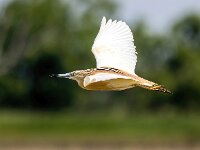 Ardeola ralloides 82, Ralreiger, Saxifraga-Bart Vastenhouw