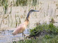 Ardeola ralloides 85, Ralreiger, Saxifraga-Bart Vastenhouw