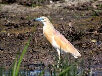Ardeola ralloides 88, Ralreiger, Saxifraga-Bart Vastenhouw