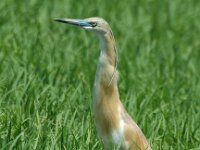 Ardeola ralloides 9, Ralreiger, Saxifraga-Marijke Verhagen