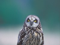 Asio flammeus, Short-eared Owl