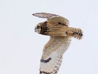 Asio flammeus 13, Velduil, Saxifraga-Bart Vastenhouw