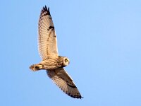 Asio flammeus 29, Velduil, Saxifraga-Bart Vastenhouw