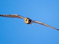 Asio flammeus 34, Velduil, Saxifraga-Bart Vastenhouw