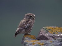 Athene noctua, Little owl