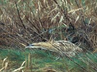 Botaurus stellaris 12, Roerdomp, Saxifraga-Piet Munsterman