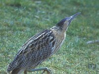 Botaurus stellaris 15, Roerdomp, Saxifraga-Piet Munsterman