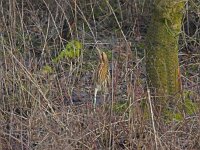 Roerdomp  Roerdomp Arkemheenpolder