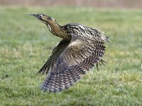 Botaurus stellaris 4, Roerdomp, Saxifraga-Piet Munsterman