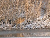 Botaurus stellaris 44, Roerdomp, Saxifraga-Luuk Vermeer