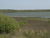 Botaurus stellaris 5, Roerdomp, habitat, NL, Noord-Holland, Texel, Horsmeer, Saxifraga-Jan van der Straaten