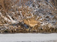 Botaurus stellaris 57, Roerdomp, Saxifraga-Luuk Vermeer