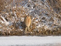 Botaurus stellaris 58, Roerdomp, Saxifraga-Luuk Vermeer