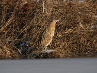 Botaurus stellaris 65, Roerdomp, Saxifraga-Luuk Vermeer