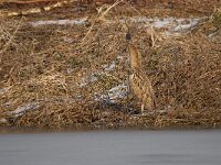 Botaurus stellaris 66, Roerdomp, Saxifraga-Luuk Vermeer