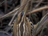 Botaurus stellaris 7, Roerdomp, Saxifraga-Arie de Knijff