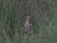 Botaurus stellaris 8, Roerdomp, Saxifraga-Luc Hoogenstein