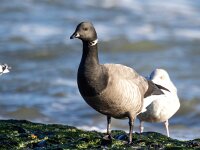 Branta bernicla 100, Rotgans, Saxifaga-Bart Vastenhouw