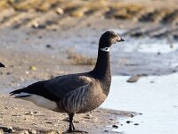 Branta bernicla 106, Rotgans, Saxifaga-Bart Vastenhouw