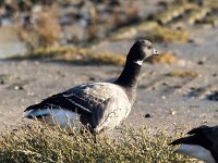 Branta bernicla 107, Rotgans, Saxifaga-Bart Vastenhouw