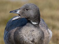 Rotgans, Zwartbuikrotgans; Branta bernicla  Rotgans, Zwartbuikrotgans; Branta bernicla : Branta bernicla, Friesland, Frisia, Fyslan, Rotgans, Schiermonnikoog, Zwartbuikrotgans, bird, field, gans, ganzen, geese, goose, grasland, grassland, vogel, waterbird, watervogel, weide