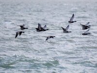 Branta bernicla 110, Rotgans, Saxifaga-Bart Vastenhouw