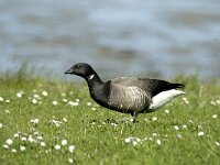Branta bernicla 18, Rotgans, Saxifraga-Jan van der Straaten