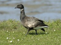 Branta bernicla 19, Rotgans, Saxifraga-Jan van der Straaten