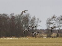 Branta bernicla 26, Rotgans, Saxifraga-Luc Hoogenstein