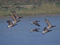 Branta bernicla 29, Rotgans, Saxifraga-Piet Munsterman