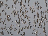 Branta bernicla 41, Rotgans, Saxifraga-Bart Vastenhouw