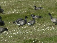 Branta bernicla 47, Rotgans, Saxifraga-Willem van Kruijsbergen