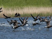 Branta bernicla 48, Rotgans, Saxifraga-Jan van der Straaten