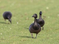 Branta bernicla 5, Rotgans, Saxifraga-Luc Hoogenstein