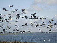 Laag vliegende Rotganzen  Low flying Brent Geese (Branta bernicla), Schouwen-Duiveland, Zealand, Netherlands : avifauna fauna, Biesbosch, bird, Branta bernicla, Brent Goose Geese, color, colour, Dordrecht, Dutch, Europe European, fly, Grevelingendam, Herring gull, Holland, horizontal, nature natural, Netherlands, Schouwen-Duiveland, waterfowl, winter, Zealand Netherlands, Zeeland