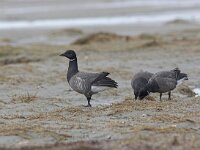 Branta bernicla 57, Rotgans, Saxifraga-Luc Hoogenstein