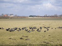 Fouragerende Rotganzen  Foraging Brent Geese (Branta bernicla), Schouwen-Duiveland, Zealand, Netherlands : avifauna fauna, bird, Branta bernicla, Brent Goose Geese, color, colour, Dutch, eat grass, Europe European, forage foraging, Holland, horizontal, nature natural, Netherlands, Schouwen-Duiveland, waterfowl, winter, Zealand Netherlands, Zeeland