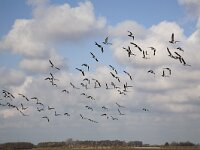 Fouragerende Rotganzen  Brent Geese (Branta bernicla) flying away, Schouwen-Duiveland, Zealand, Netherlands : avifauna fauna, bird, Branta bernicla, Brent Goose Geese, color, colour, Dutch, Europe European, fly away, Holland, horizontal, nature natural, Netherlands, Schouwen-Duiveland, waterfowl, winter, Zealand Netherlands, Zeeland