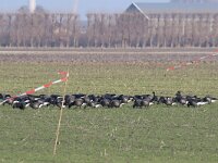 Branta bernicla 65, Rotgans, Saxifraga-Henk Baptist