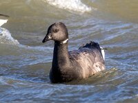Branta bernicla 97, Rotgans, Saxifaga-Bart Vastenhouw
