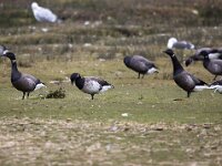 Branta bernicla nigricans 102, Zwarte rotgans, Saxifraga-Bart Vastenhouw