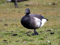 Branta bernicla nigricans 119, Zwarte rotgans, Saxifraga-Bart Vastenhouw