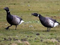 Branta bernicla nigricans 125, Zwarte rotgans, Saxifraga-Bart Vastenhouw