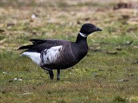 Branta bernicla nigricans 126, Zwarte rotgans, Saxifraga-Bart Vastenhouw